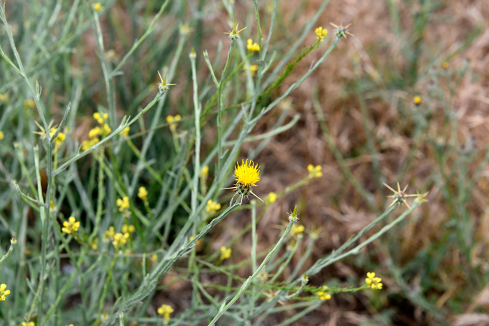 Yellow Star-thistle grows in elevations up to 6,500 feet or higher and is found in waste places, roadsides, abandoned fields, pastures, recreational areas, disturbed grasslands, and woodlands. Yellow Star-thistle is not common in desert communities. Centaurea solstitialis